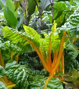 30th Sep 2024 - Golden glowing chard