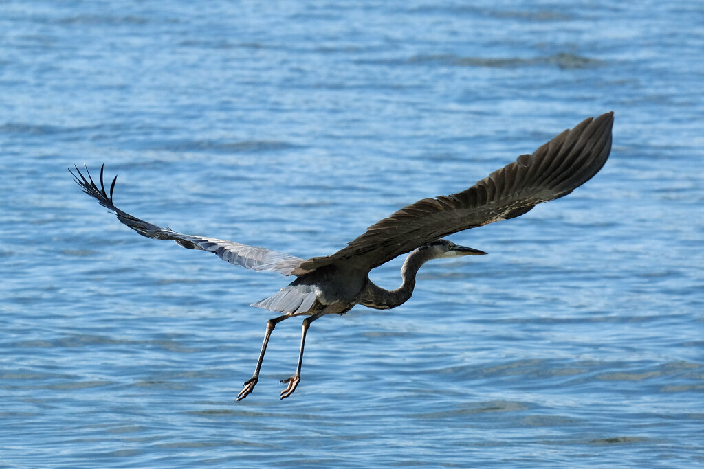 Launch - Great Blue Heron by lsquared