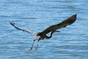 30th Sep 2024 - Launch - Great Blue Heron