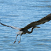 Launch - Great Blue Heron