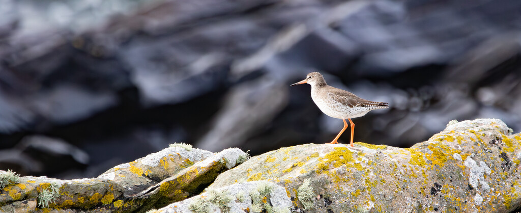 Redshank by lifeat60degrees