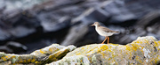 30th Sep 2024 - Redshank