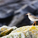 Redshank