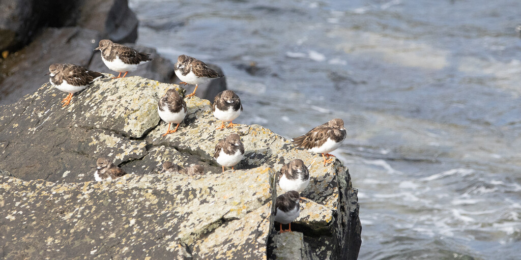 Turnstone by lifeat60degrees