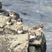 Turnstone