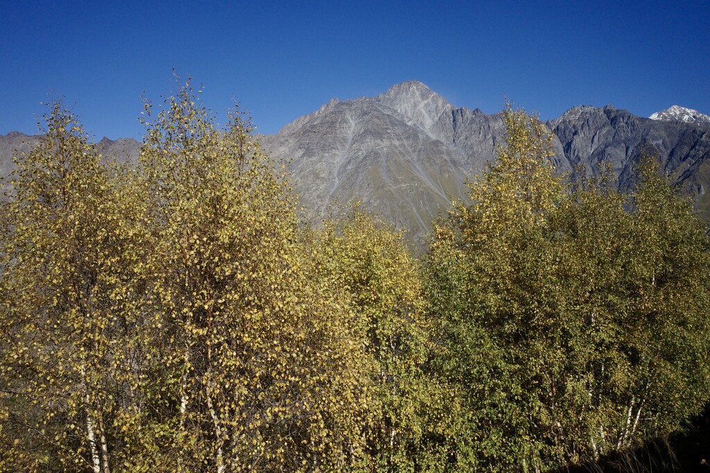 Golden Birch in the Shadow of Giants by vincent24