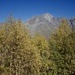 Golden Birch in the Shadow of Giants