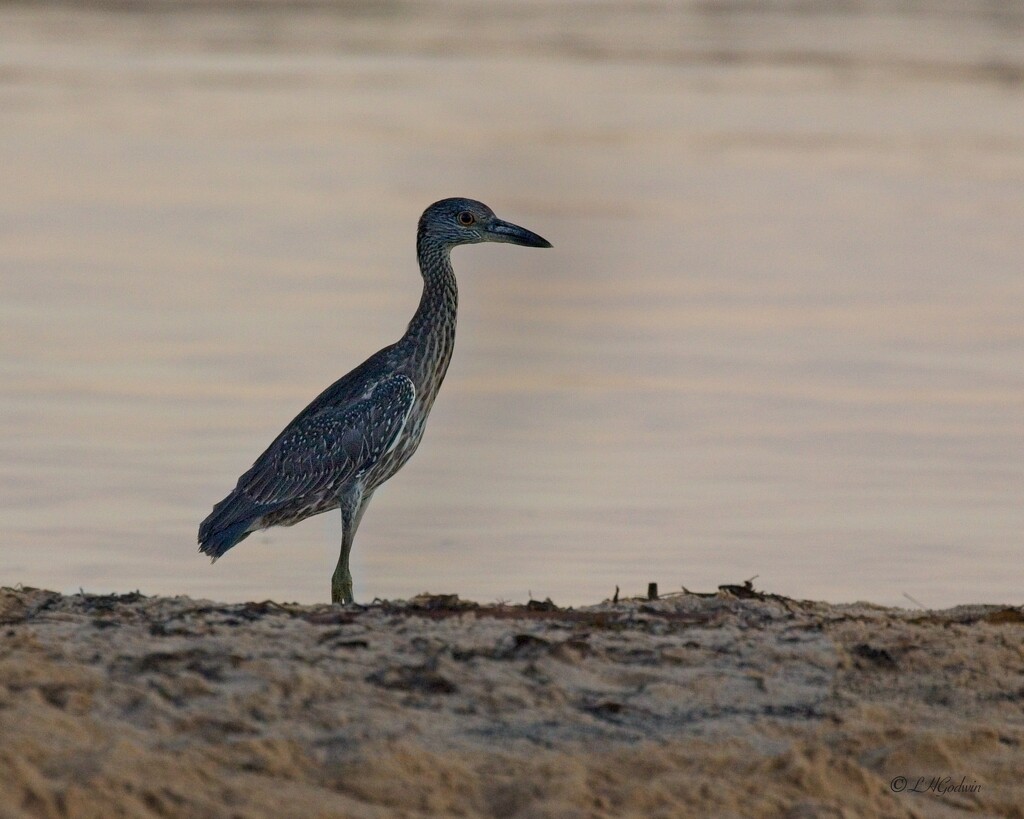 LHG_3937 Yellow crown night heron on the spit Bayfrontpark by rontu