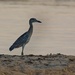 LHG_3937 Yellow crown night heron on the spit Bayfrontpark