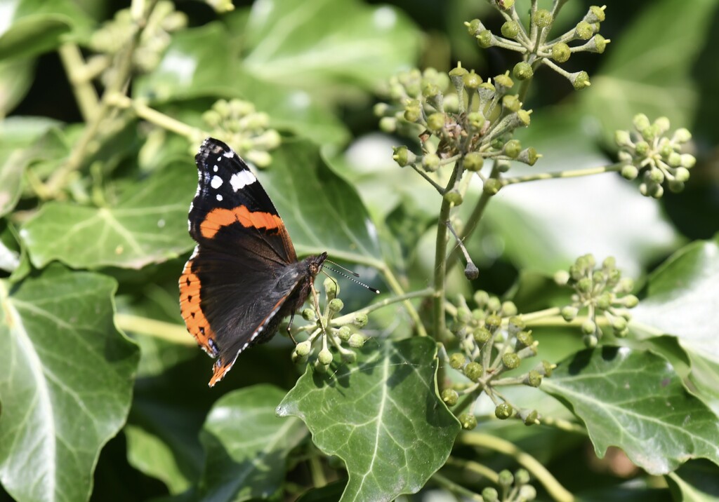 Red Admiral  by rosiekind