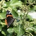 Red Admiral 