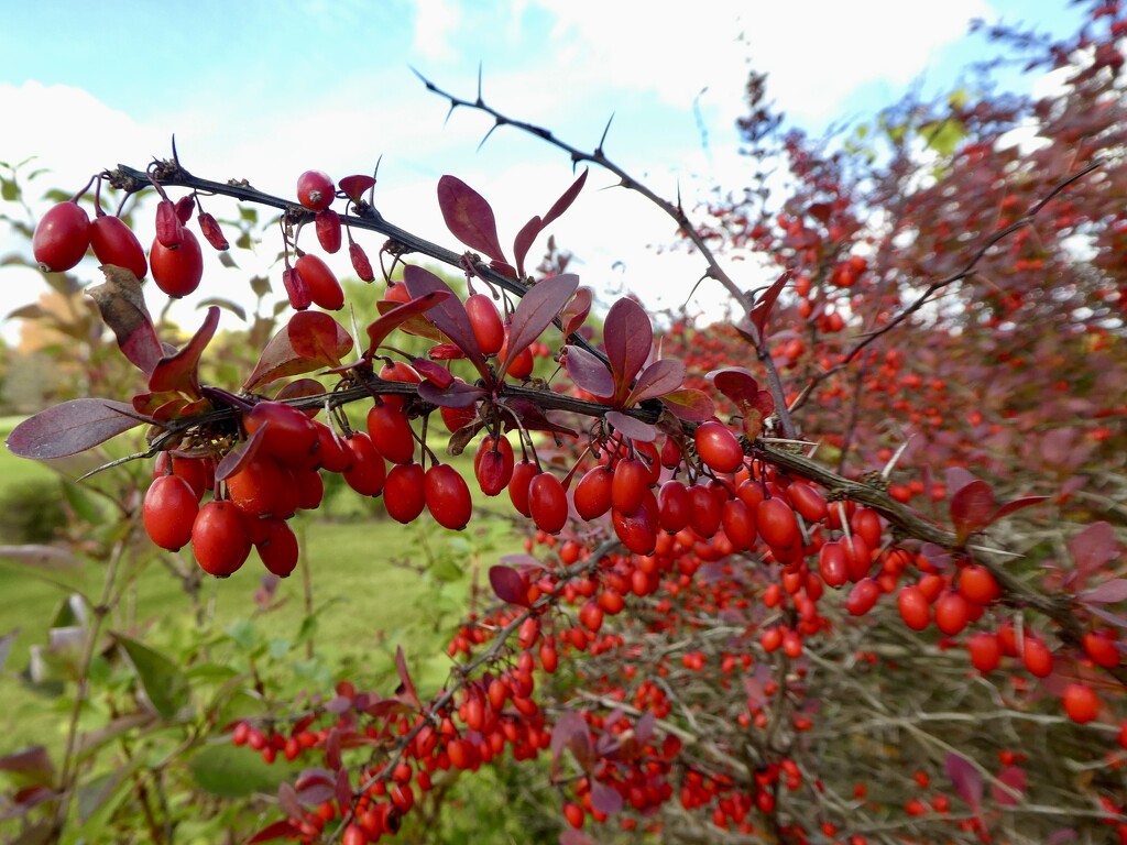 Japanese barberry by mtb24