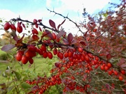 30th Sep 2024 - Japanese barberry