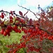 Japanese barberry