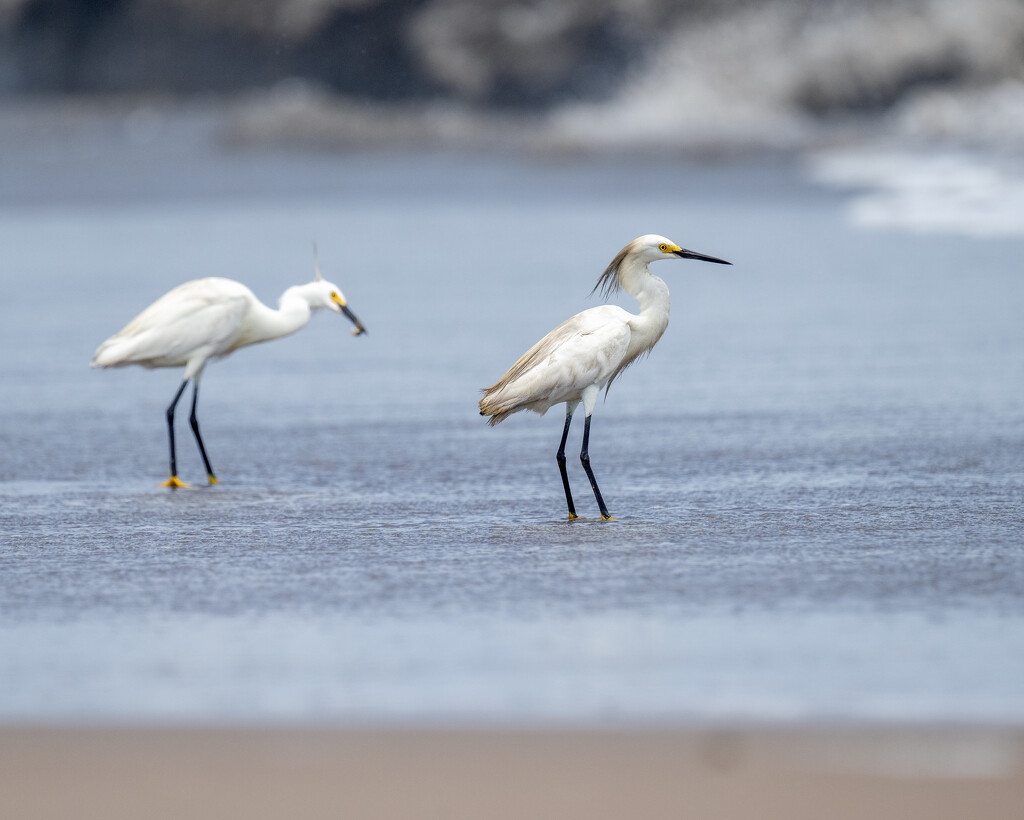 Snowy Egret  by nicoleweg