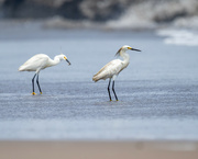 8th Sep 2024 - Snowy Egret 