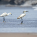 Snowy Egret 