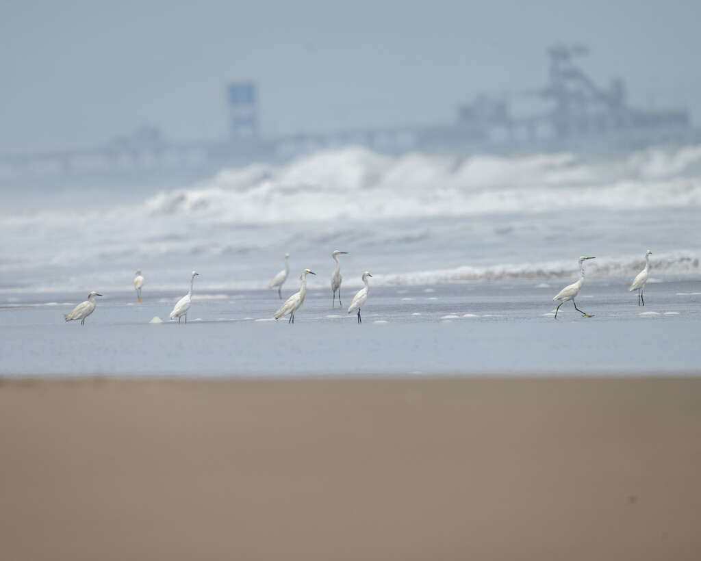 Snowy Egret  by nicoleweg