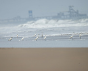 9th Sep 2024 - Snowy Egret 