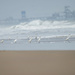 Snowy Egret 