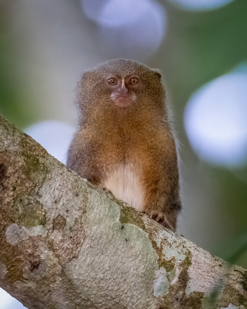 Western pygmy marmoset by nicoleweg