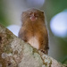 Western pygmy marmoset