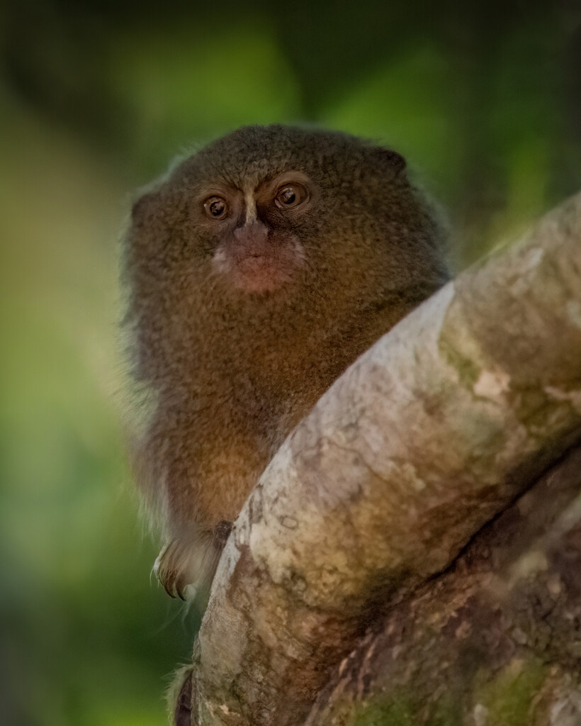 Western pygmy marmoset  by nicoleweg