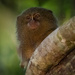 Western pygmy marmoset 