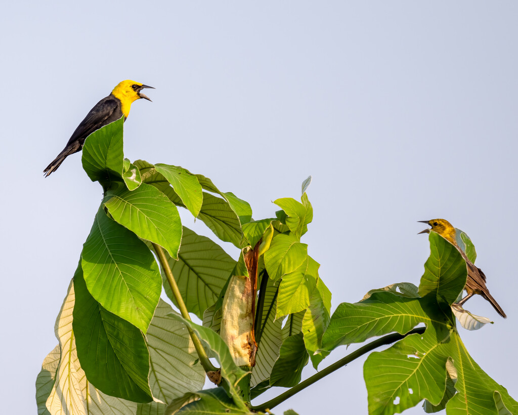 Yellow-hooded Blackbird  by nicoleweg