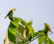 12th Sep 2024 - Yellow-hooded Blackbird 