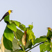 Yellow-hooded Blackbird 