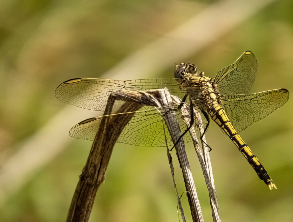 native dragonfly by koalagardens