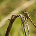 native dragonfly