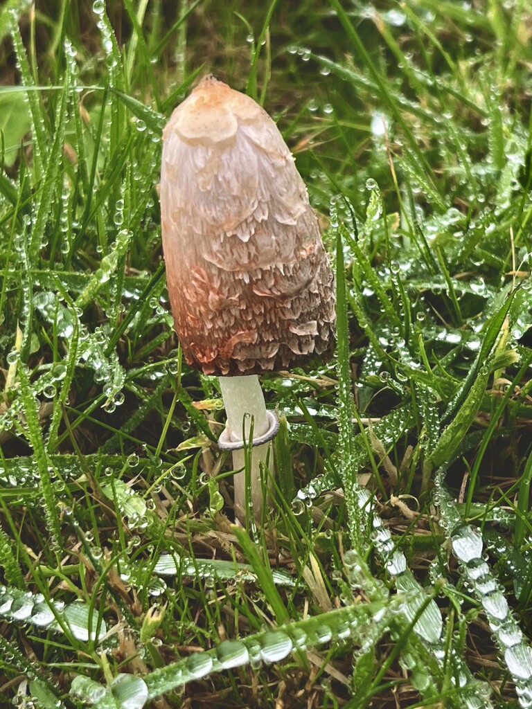 Shaggy ink cap by tinley23