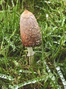 30th Sep 2024 - Shaggy ink cap