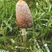 Shaggy ink cap