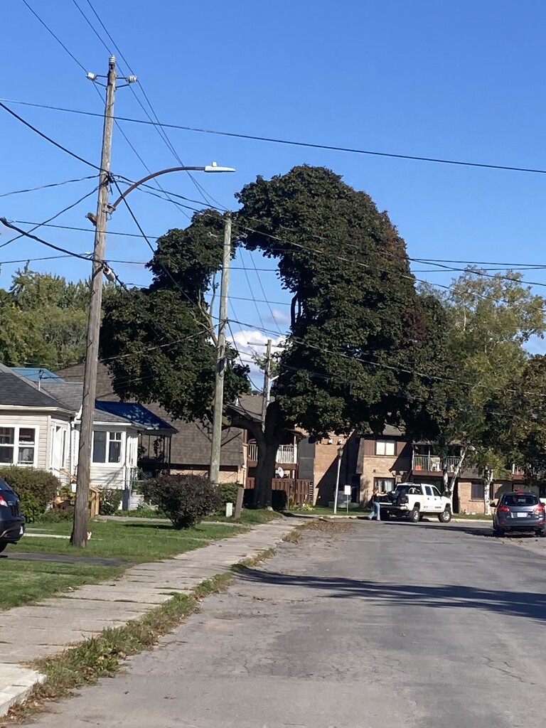 Peekaboo Tree by spanishliz