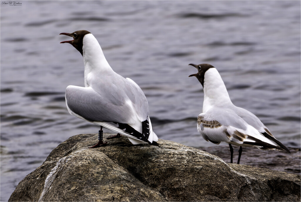 Noisy Birds by pcoulson