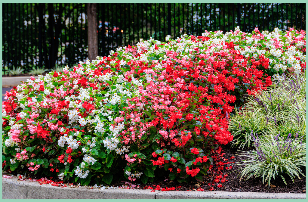 Fall Flowers by hjbenson