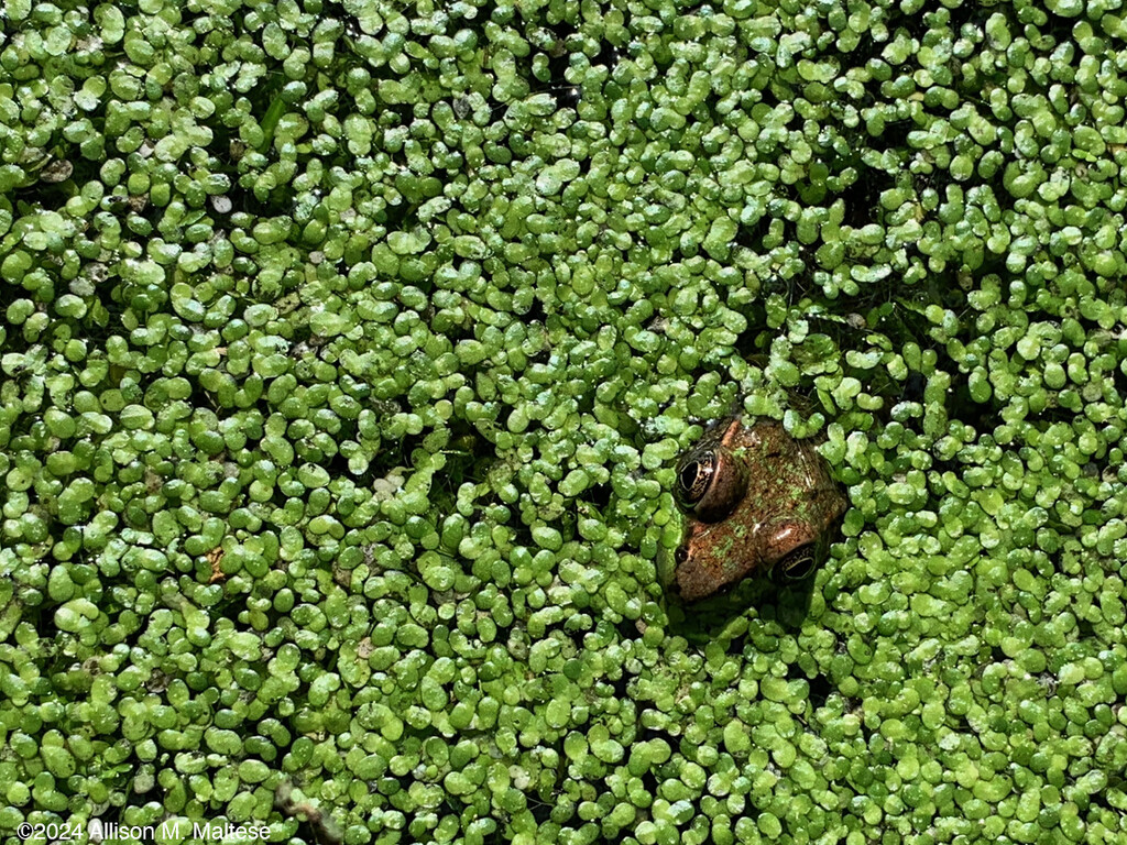 Deep in the Duckweed by falcon11