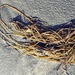 Seaweed Spaghetti 