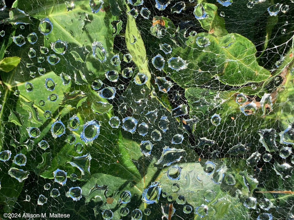 Dewy Spider Webs by falcon11