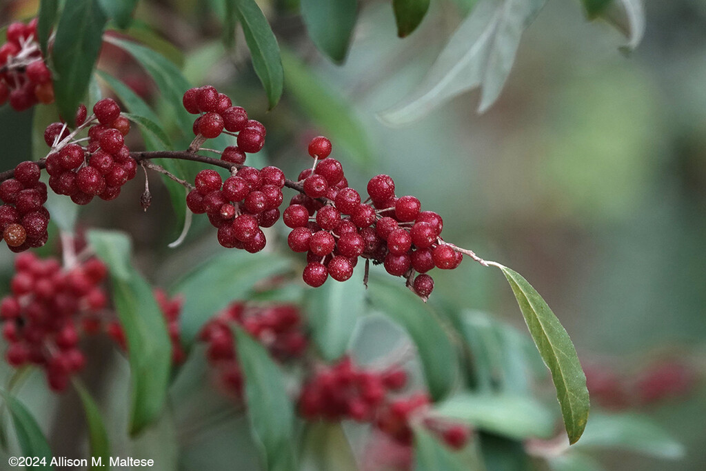 Autumn Berries by falcon11