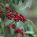 Autumn Berries