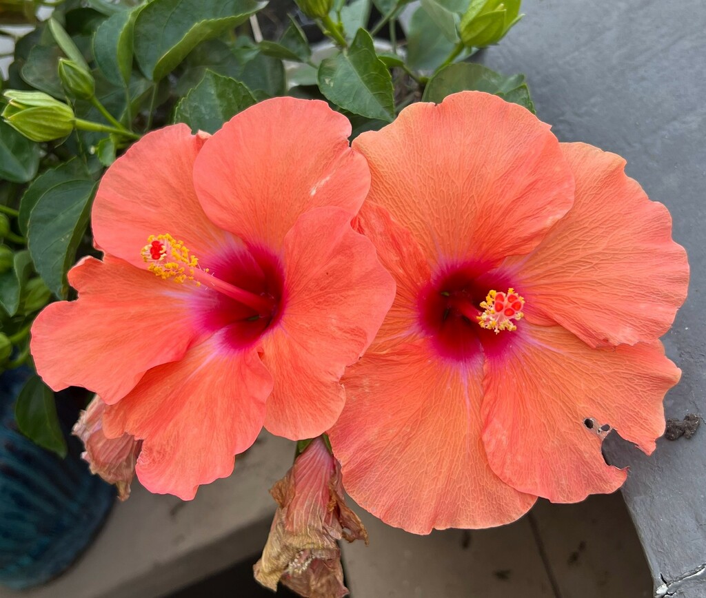 2 Hibiscus Blooms by peekysweets