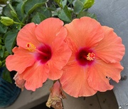 29th Sep 2024 - 2 Hibiscus Blooms