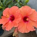 2 Hibiscus Blooms