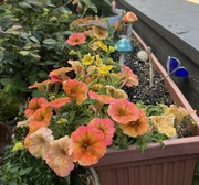 27th Sep 2024 - Petunias