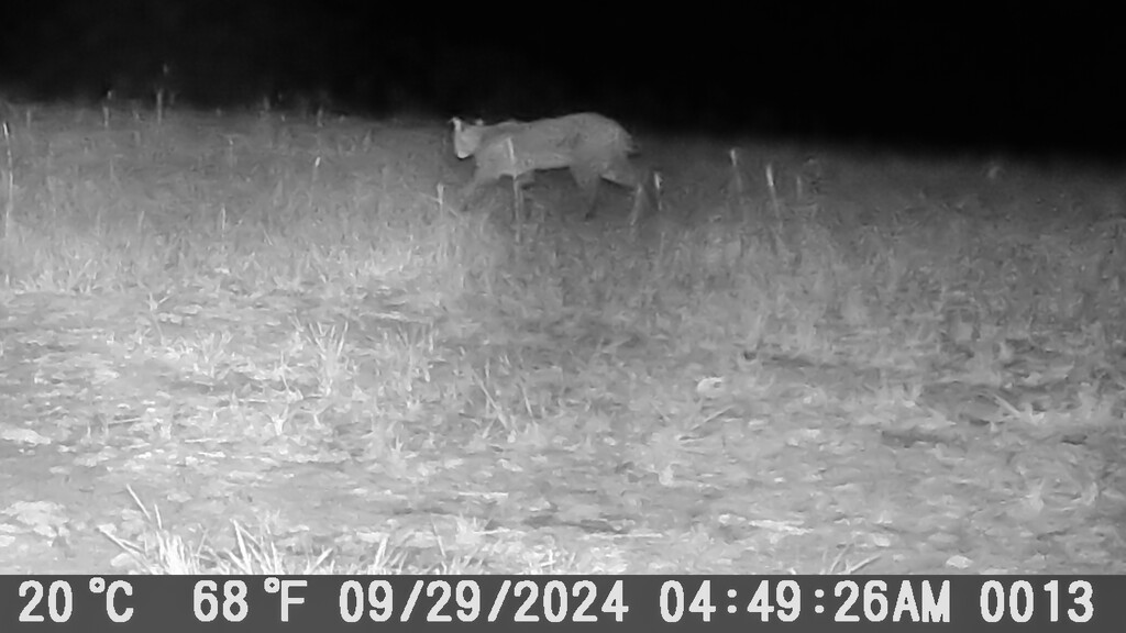 Bobcat in the field... by thewatersphotos