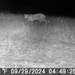 Bobcat in the field...